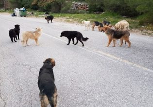 Θεσσαλονίκη: Σοκάρουν οι πληγές στο σώμα της 44χρονης που δέχτηκε επίθεση από σκυλιά