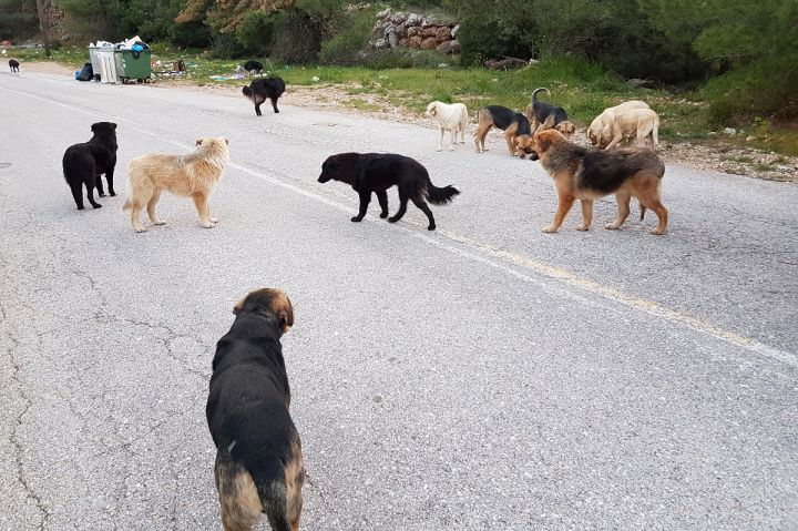 Θεσσαλονίκη: Συγκλονίζει η 44χρονη που δέχτηκε επίθεση από σκυλιά – «Ήταν σαν να ήμουν η τροφή τους»