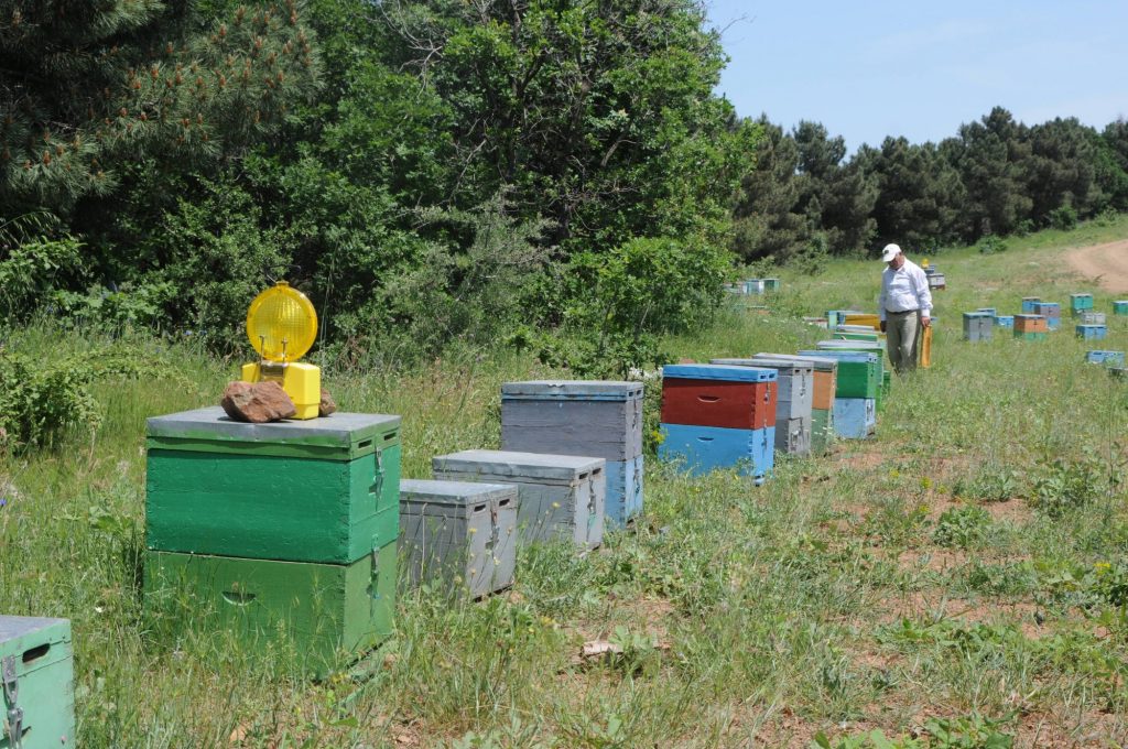Κλιματική αλλαγή και ελληνοποιήσεις χτυπούν το ελληνικό μέλι