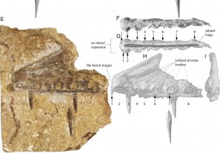Αυστραλία: Aνακάλυψαν απολιθώματα του «φαντάσματος της θάλασσας» – Το ερπετό με το αρχαιοελληνικό όνομα