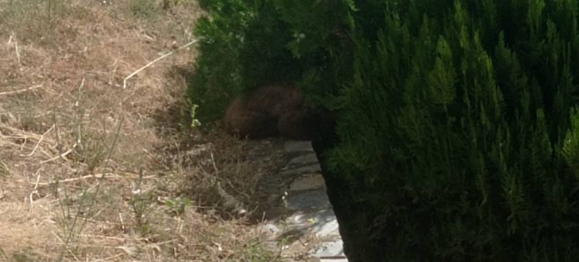 Καστοριά: Αρκουδάκι εγκλωβίστηκε σε προαύλιο χώρο ξενοδοχείου - Πώς σώθηκε