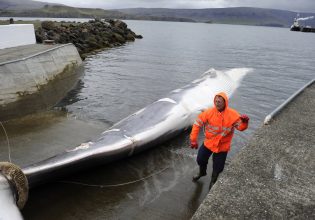 Ισλανδία: Εξέδωσε άδεια θήρευσης στην τελευταία εταιρεία φαλαινοθήρων για 128 φάλαινες