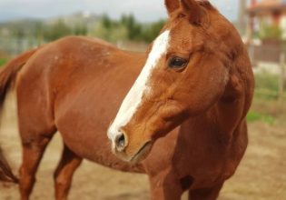 Σύρος: Σκότωσαν άλογο με σφαίρα στο κεφάλι