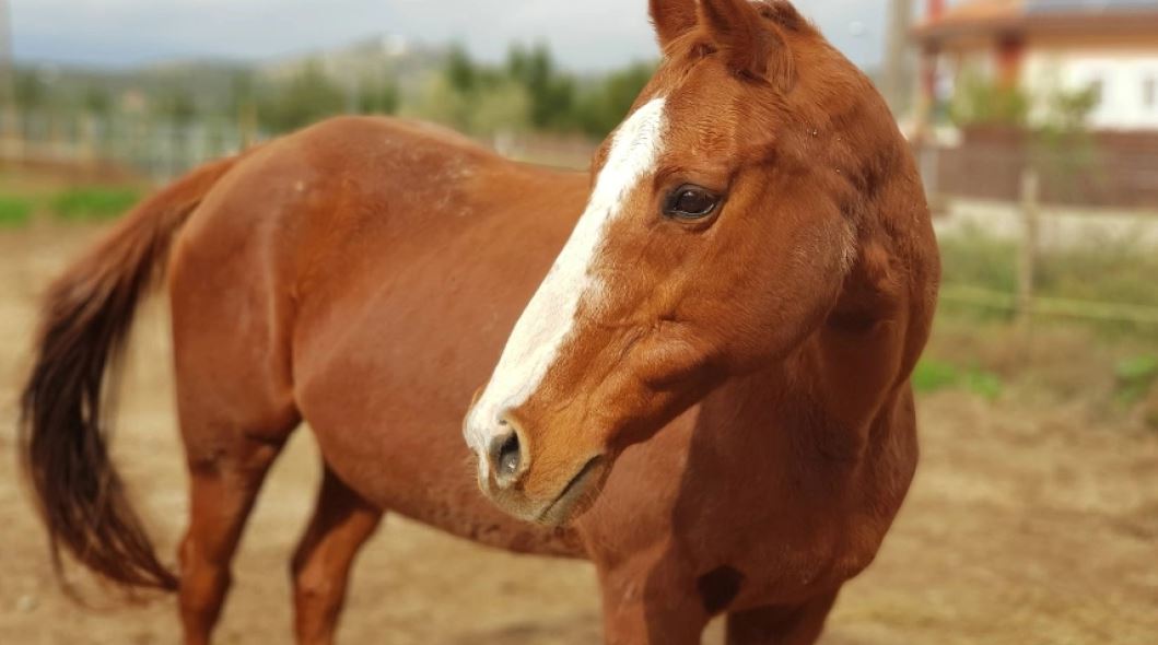 Σύρος: Σκότωσαν άλογο με σφαίρα στο κεφάλι