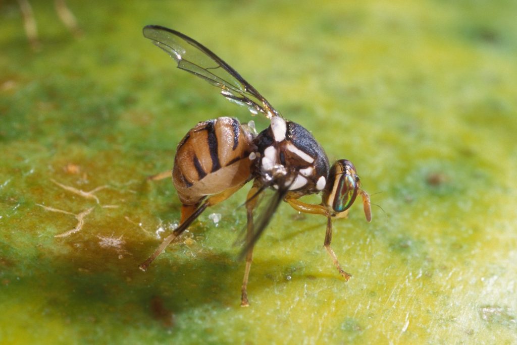 Bactrocera dorsalis: Πού εντοπίστηκε ο επιβλαβής οργανισμός καραντίνας