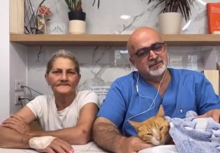 Κακοποίηση ζώου: Γατάκι με κομμένα τα τρία από τα τέσσερα πόδια του – Το έκανε «άνθρωπος» εκτιμά κτηνίατρος