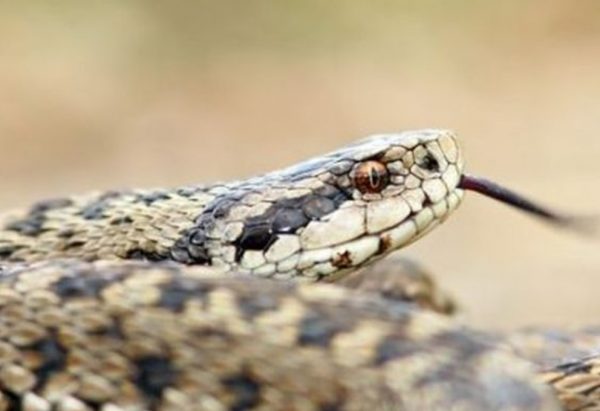 Λάρισα: Τρόμος σε διαμέρισμα - Άνδρας βρήκε φίδι στην μπανιέρα του