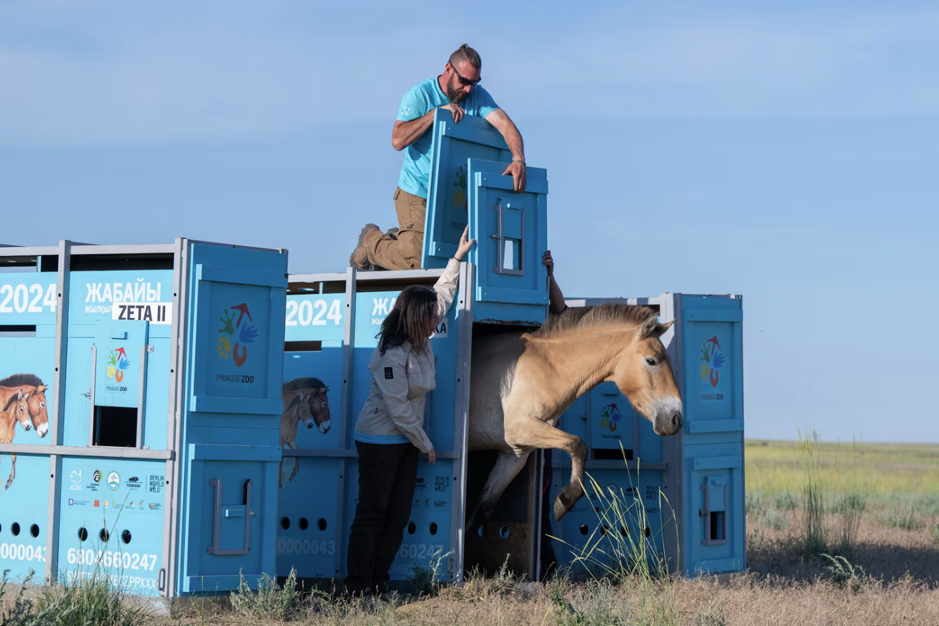 Καζακστάν: Τα τελευταία άγρια άλογα επιστρέφουν στις στέπες μετά από απουσία δύο αιώνων