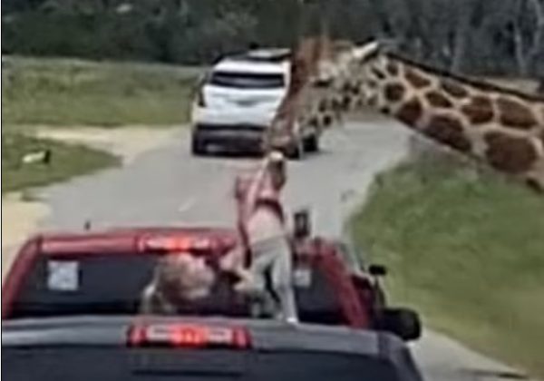 Τέξας: Kαμηλοπάρδαλη αρπάζει και σηκώνει στον αέρα 2χρονο κοριτσάκι (βίντεο σοκ)