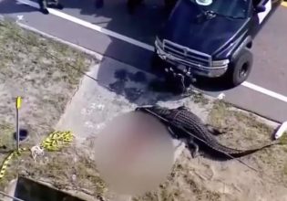 Φλόριντα: Σοκάρουν τα πλάνα – Αλιγάτορας μόλις έχει κατασπαράξει 41χρονη μητέρα