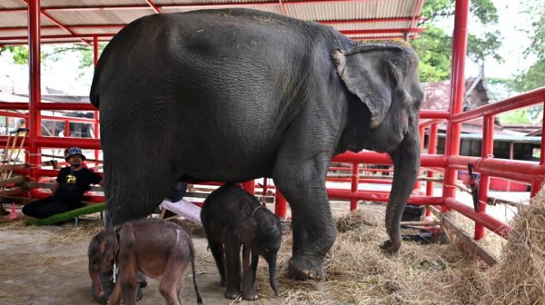 Ταϊλάνδη: Σπάνια γέννηση διδύμων ελεφάντων – Η μητέρα επιτέθηκε στο ένα εξαιτίας του σοκ