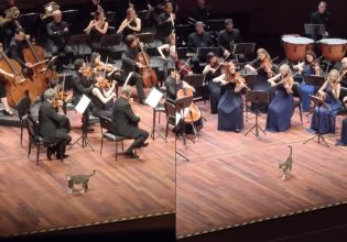 Βίντεο: Περίεργη… γάτα ανεβαίνει στη σκηνή για να δει από κοντά την ορχήστρα να ερμηνεύει Μπετόβεν