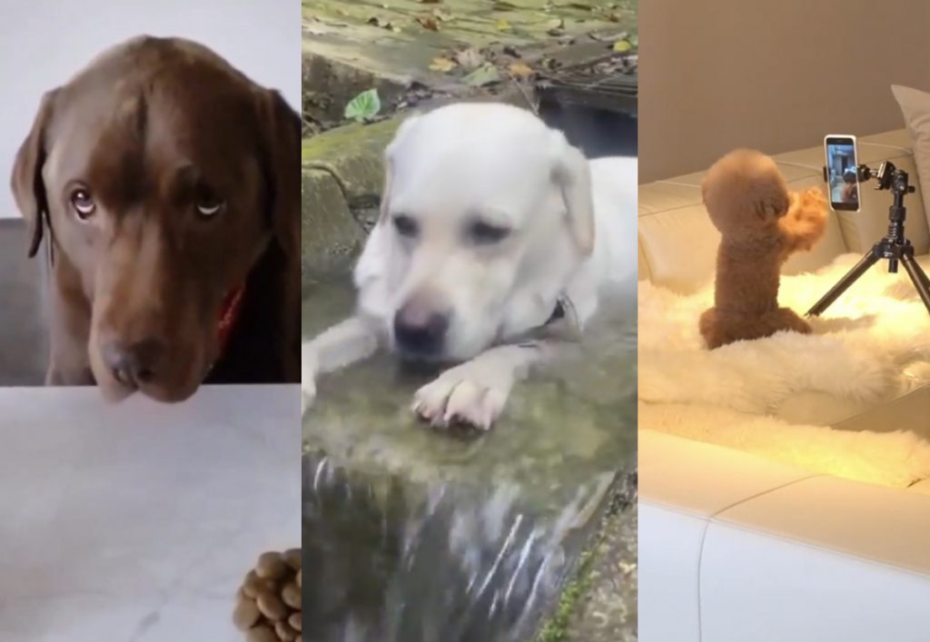 Viral: Τα σκυλιά που «ρίχνουν» το Διαδίκτυο – Ο παραπονιάρης, ο ευρηματικός και ο… wanna be famous