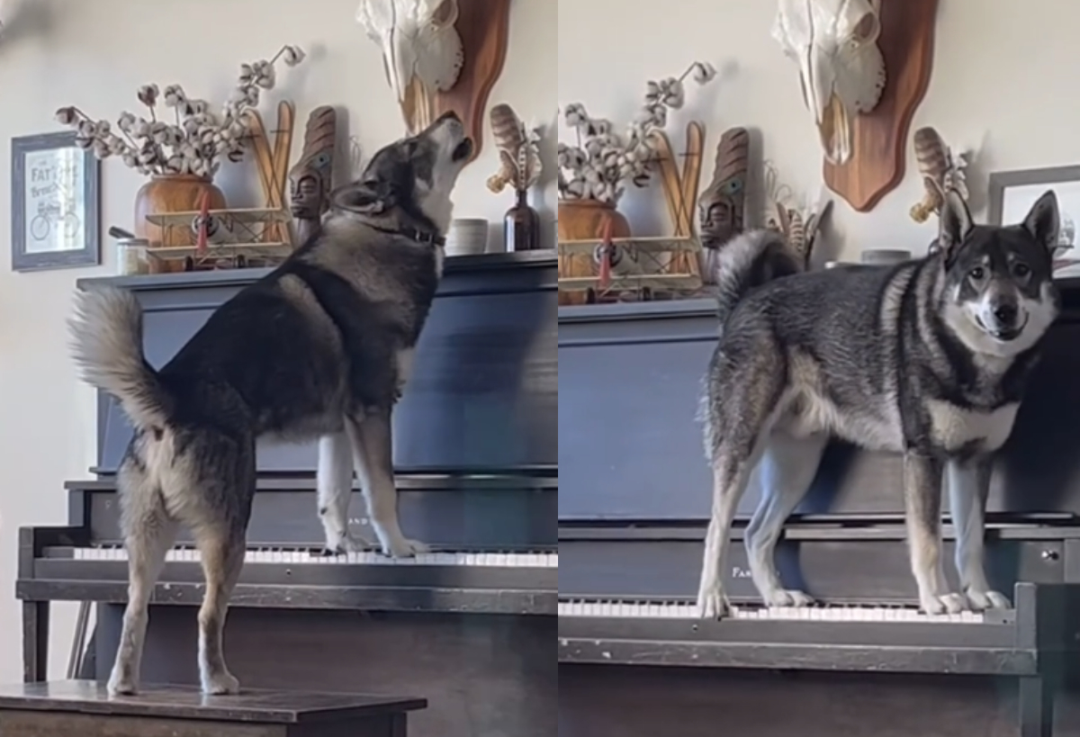 Βίντεο: Viral o σκύλος που παίζει πιάνο και... τραγουδά