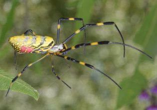 ΗΠΑ: Τρομακτικές αράχνες μεγέθους έως και 20 εκατοστών καταλαμβάνουν την ανατολική ακτή