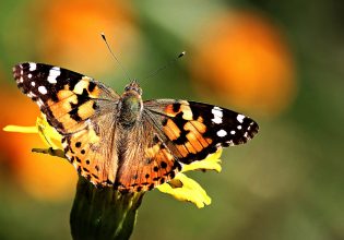 H απίθανη περίπτωση της πεταλούδας που διέσχισε τον Ατλαντικό