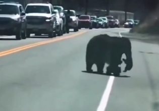 Αρκούδα: Προσπαθεί να διασχίσει τον δρόμο με τα μικρά της και γίνεται viral