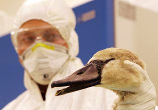 Γρίπη των πτηνών: Το δυστοπικό σενάριο μιας μαζικής μετάδοσης σε ανθρώπους