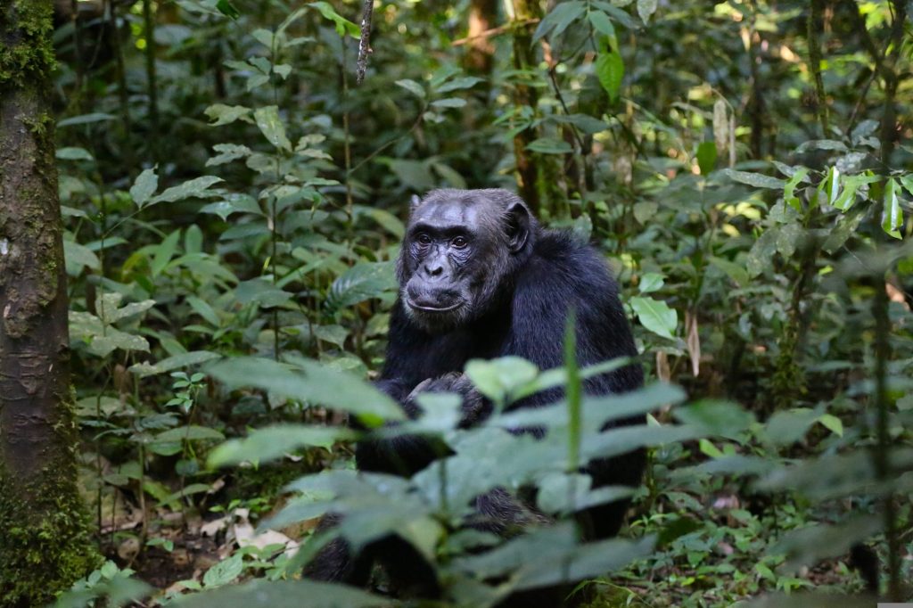 Οι άρρωστοι χιμπατζήδες παίρνουν αντιβιοτικά που βρίσκουν στα φυτά!