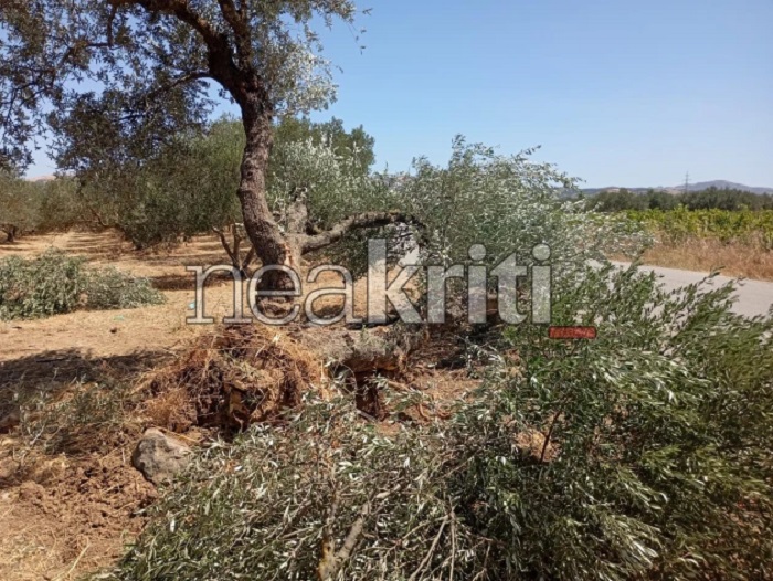 Κρήτη: Θανατηφόρο τροχαίο στο Ηράκλειο – Αυτοκίνητο έπεσε σε ελιά, νεκρός 20χρονος