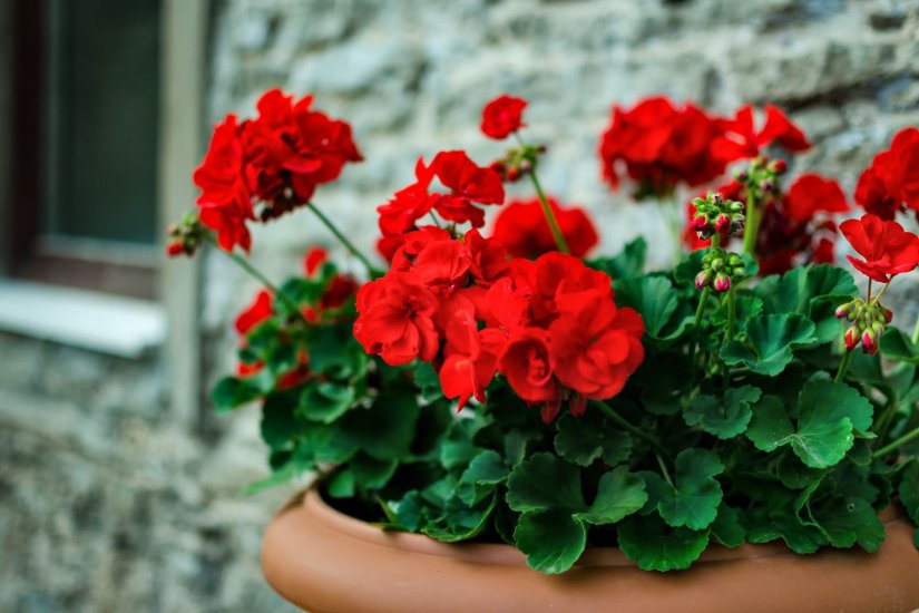 Κήπος: Τα 7 φυτά που θα ανανεώσουν το μπαλκόνι σας το καλοκαίρι – Ποια είναι