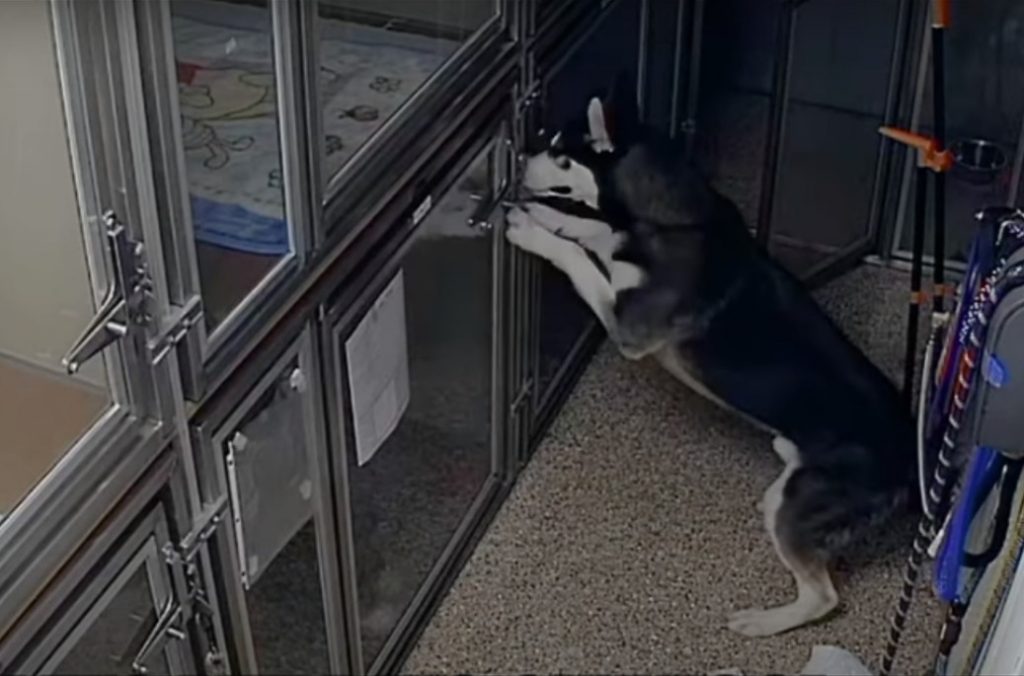 Viral βίντεο: Σκύλος δραπετεύει από κλουβί και τρέχει να σώσει τους φίλους του
