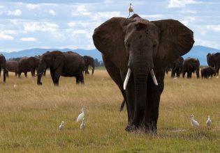 Οι ελέφαντες ίσως καλούν τους φίλους τους με τα ονόματά τους