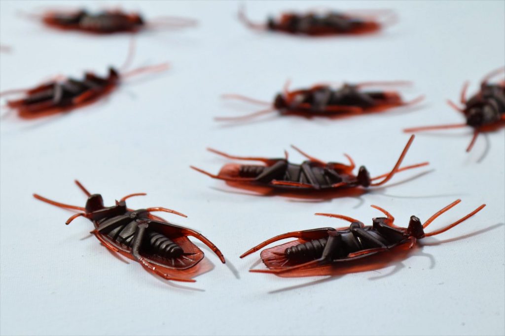 Ιπτάμενες κατσαρίδες: Οι «περιπλανώμενες Αμερικάνες» σπέρνουν τον τρόμο στη Λάρισα