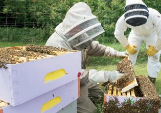 ΚΑΠ: Ενίσχυση μελισσοκόμων για προστασία μελισσοσμηνών και ενίσχυση βιοποικιλότητας