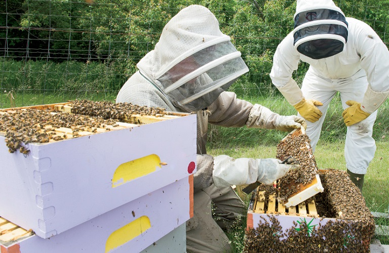 ΚΑΠ: Ενίσχυση μελισσοκόμων για προστασία μελισσοσμηνών και ενίσχυση βιοποικιλότητας