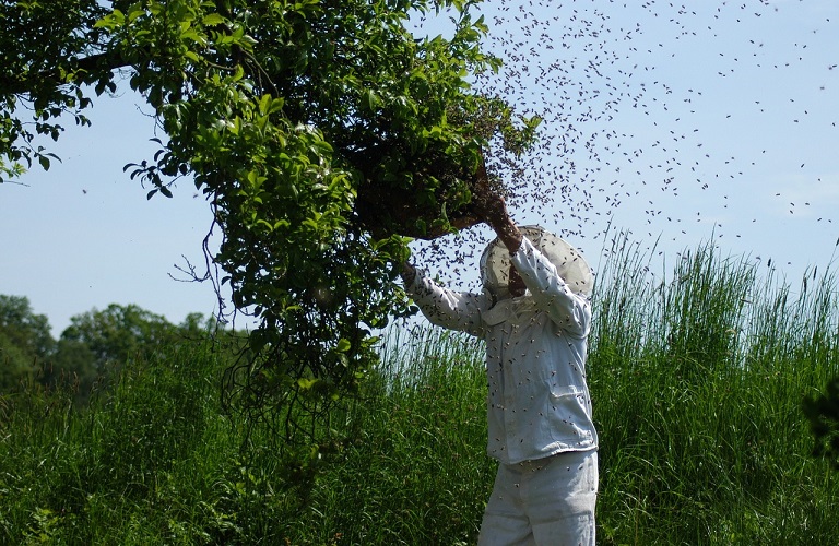 Μελισσοκομία: Καθορίστηκε η οικονομική στήριξη για τα Μικρά Νησιά του Αιγαίου – Τα ποσά