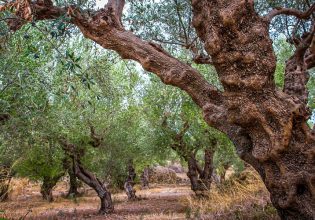 Ελιά: Επεμβάσεις για εντομολογικούς εχθρούς – Τι να προσέξετε