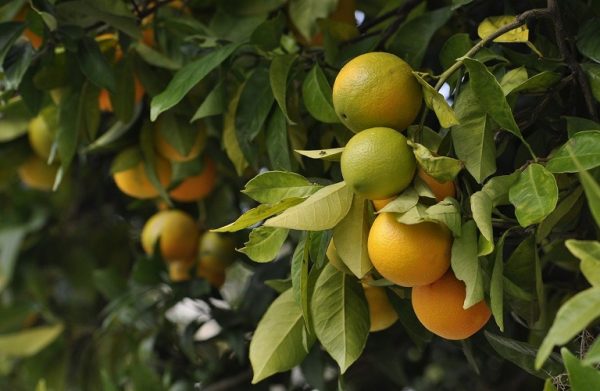 Κραυγή αγωνίας από τους παράγωγους της Λακωνίας για τα αδιάθετα πορτοκάλια