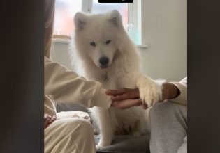 Viral: Σκυλιά και άνθρωποι δίνουν τα χέρια και μαζί ρίχνουν το ίντερνετ