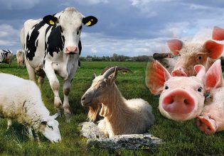 ΕΛΣΤΑΤ: Έρευνα για την ακτινογραφία της γεωργίας και της κτηνοτροφίας