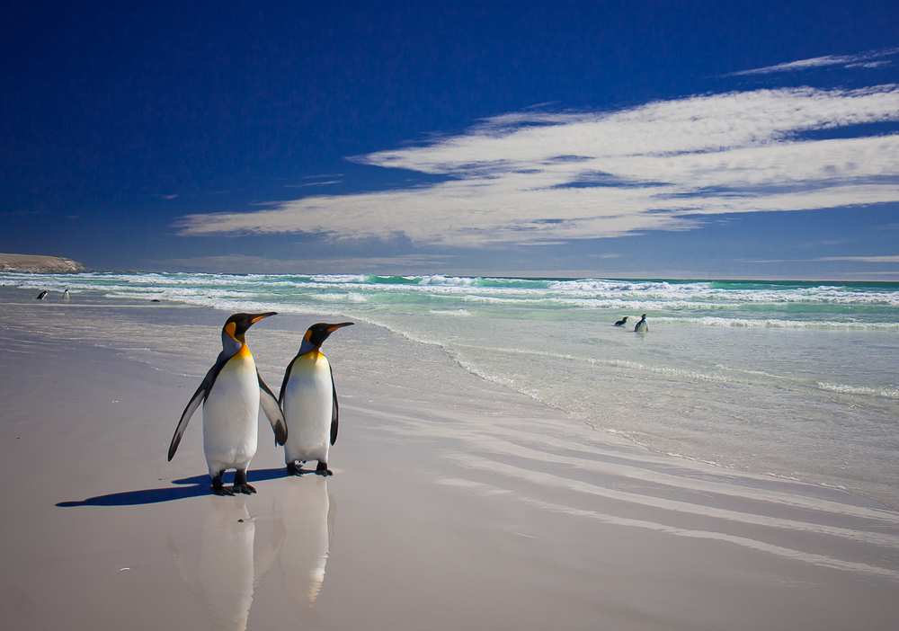 Pebbling: «Σαν ερωτευμένοι πιγκουίνοι» – Tο νέο trend στις σχέσεις