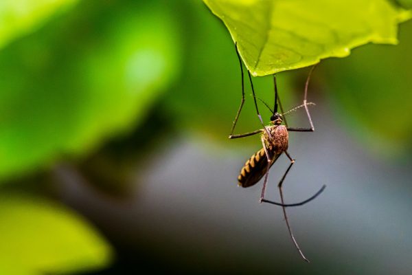 Πώς συνδέεται ο Ινδικός Ωκεανός με τον δάγκειο πυρετό;