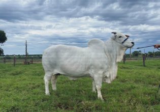 Βραζιλία: Η βιομηχανία κρέατος και το περιβάλλον βασίζονται στην αγελάδα των 4 εκατ. δολαρίων