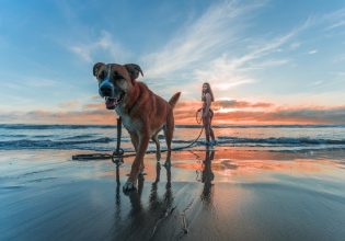 Αρνείται ο σκύλος σας να βάλει τα πατουσάκια του στη θάλασσα; – Πώς θα τού αλλάξετε μυαλά