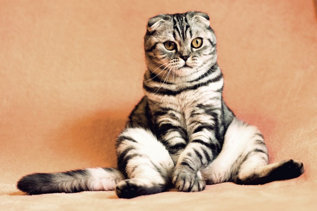 Μπορούν οι γάτες να εκδηλώσουν ψυχαναγκαστικές συμπεριφορές; – Πότε πρέπει να ανησυχήσουμε
