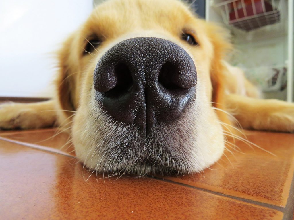 Η μύτη του σκύλου πρέπει να είναι υγρή ή ξηρή; – Πότε τον πάμε στον κτηνίατρο