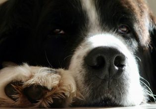Σκύλος: Οι πατούσες απαιτούν την προσοχή μας – Γιατί δεν πρέπει να αμελείτε την περιποίησή τους