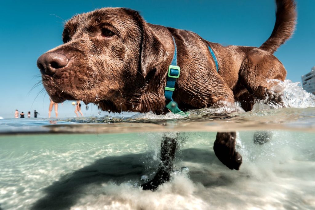 Στην παραλία παρέα με τον σκύλο σας – Τι πρέπει να προσέξετε για να περάσετε όμορφα