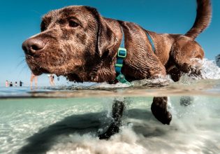 Στην παραλία παρέα με τον σκύλο σας – Τι πρέπει να προσέξετε για να περάσετε όμορφα