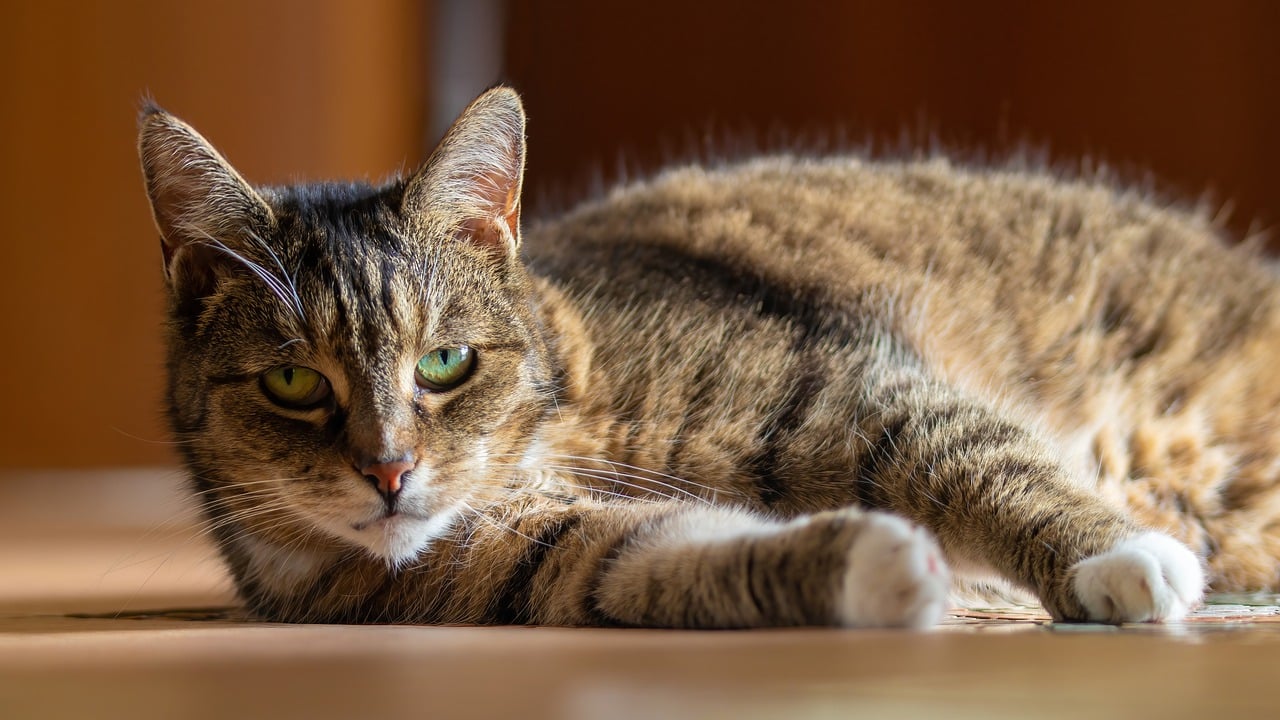 Η αφυδάτωση απειλεί (και) την υγεία της γάτας – Πώς μπορείτε να την αποφύγετε