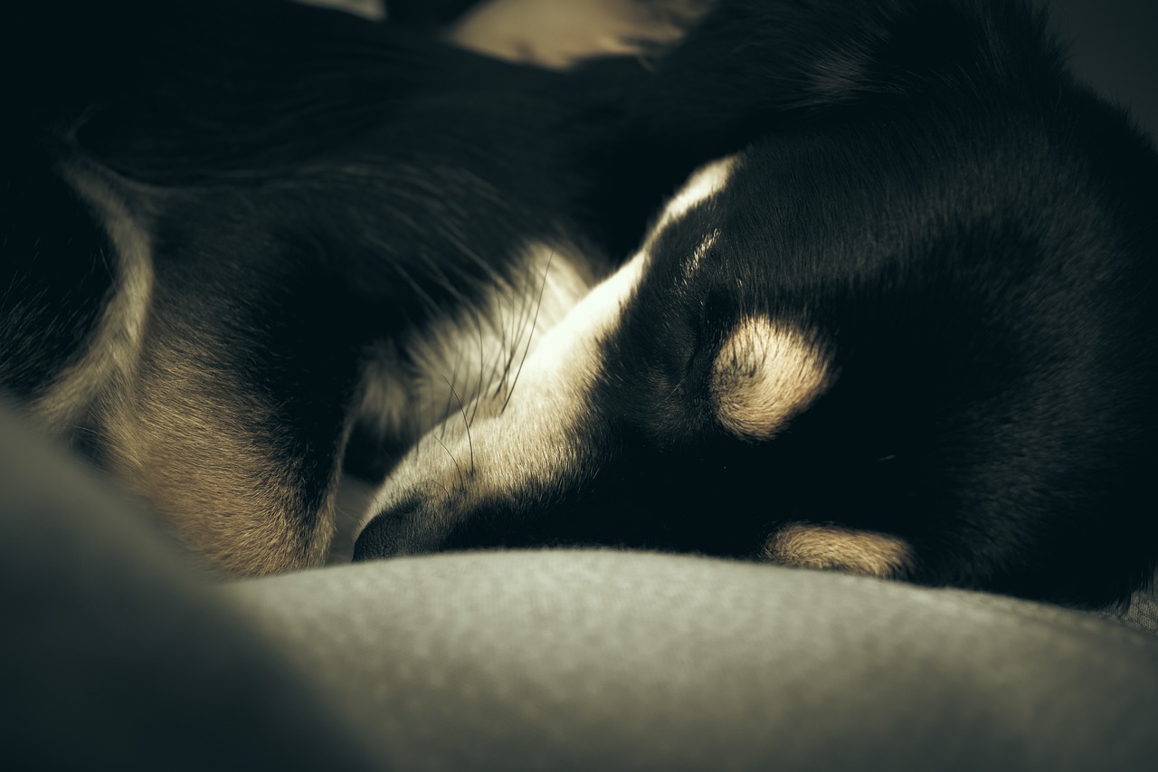 Ο σκύλος πριν πέσει για ύπνο κουλουριάζεται – Άραγε, γιατί το κάνει;