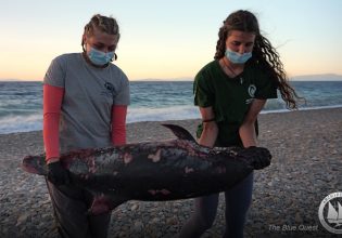 Σάμος: Ξεβράστηκε νεκρό δελφίνι – «Είχε ακρωτηριαστεί στην ουρά με αιχμηρό αντικείμενο»