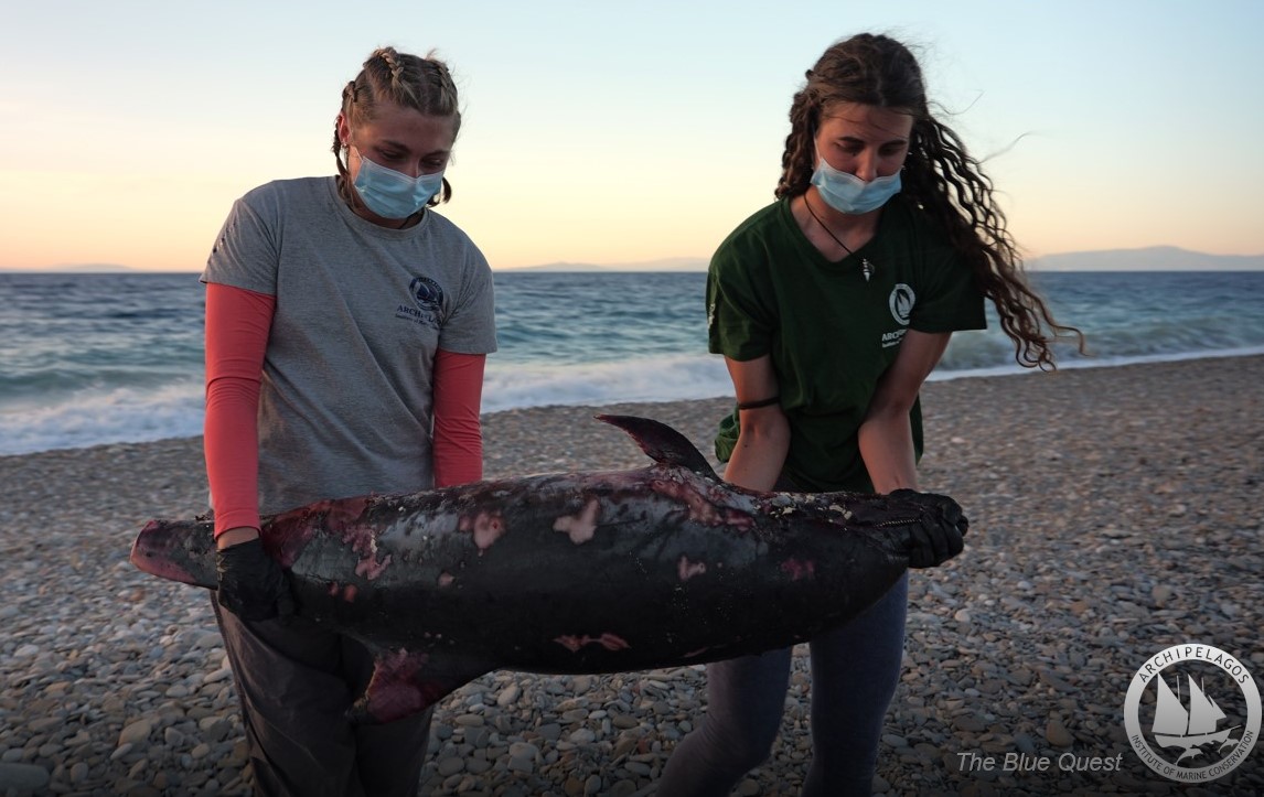 Σάμος: Ξεβράστηκε νεκρό δελφίνι – «Είχε ακρωτηριαστεί στην ουρά με αιχμηρό αντικείμενο»
