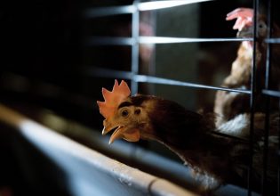 Γρίπη των πτηνών: Νέο στέλεχος εμφανίστηκε σε πτηνοτροφείο της Γερμανίας