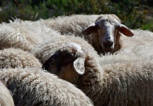 Πανώλη σε αιγοπρόβατα: Παρέμβαση εισαγγελέα για το πώς και πότε μπήκαν τα μολυσμένα ζώα στη χώρα